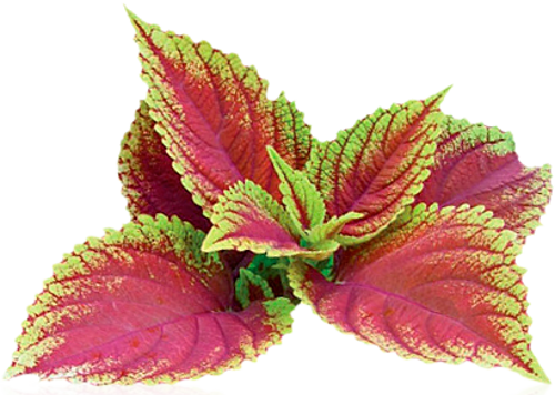 Coleus Forskohlii