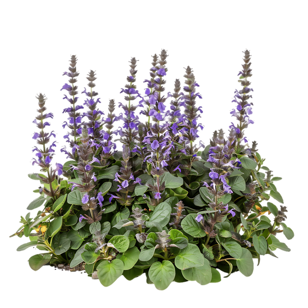 Ajuga turkestanica - Turkesterone 