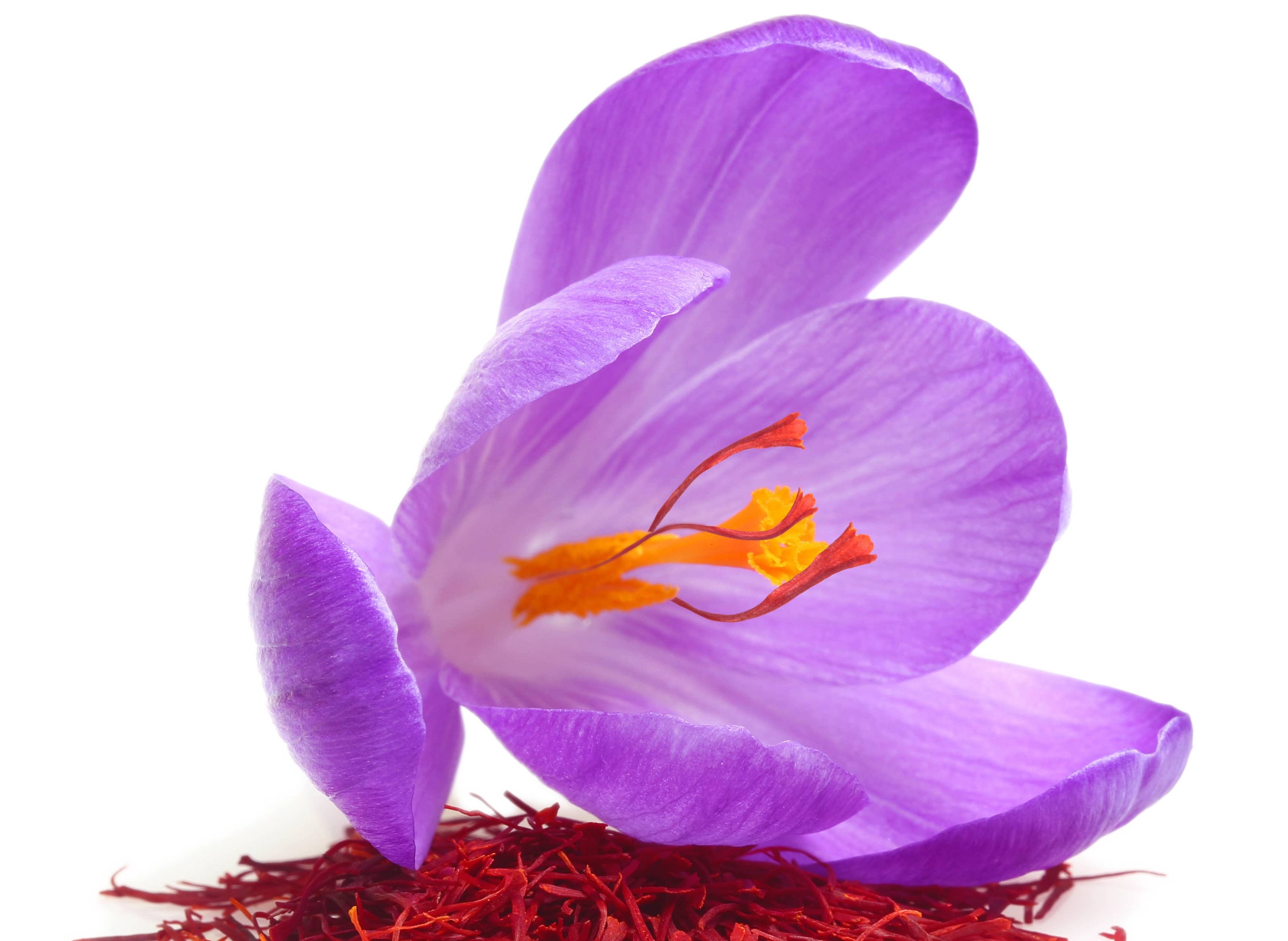 saffron flower